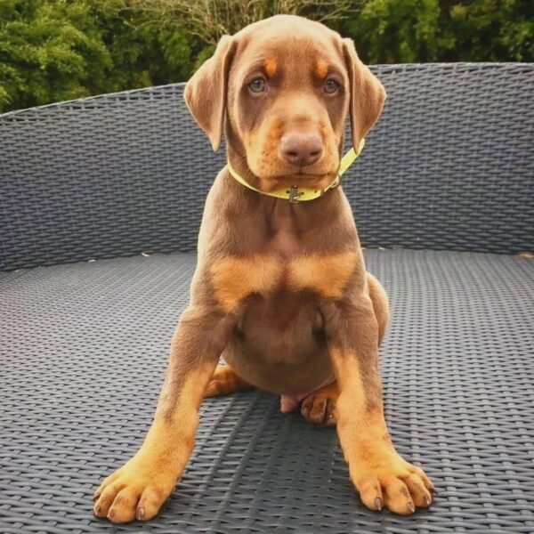 max