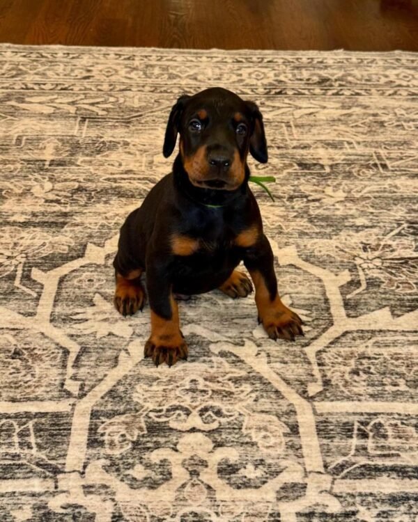 Max