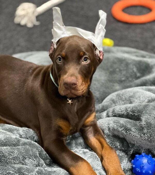 Brown doberman puppy