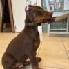 Brown doberman puppy