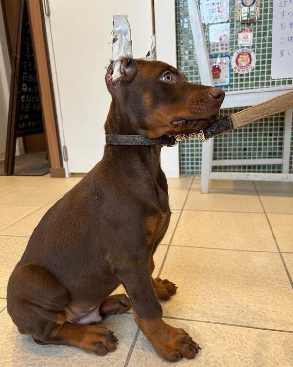 Brown doberman puppy