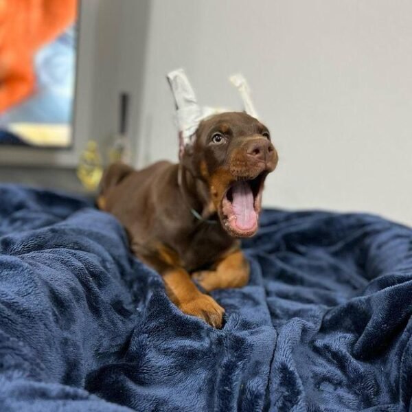 Brown doberman puppy