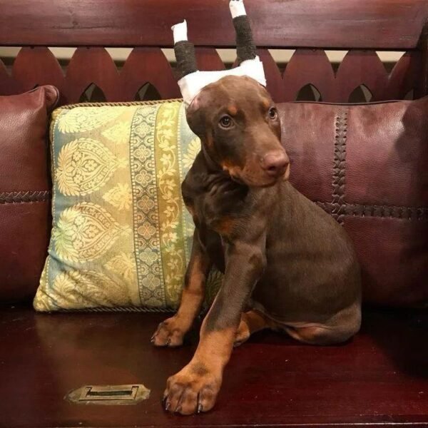 Doberman Puppy