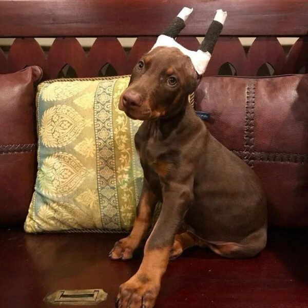 Doberman Puppy