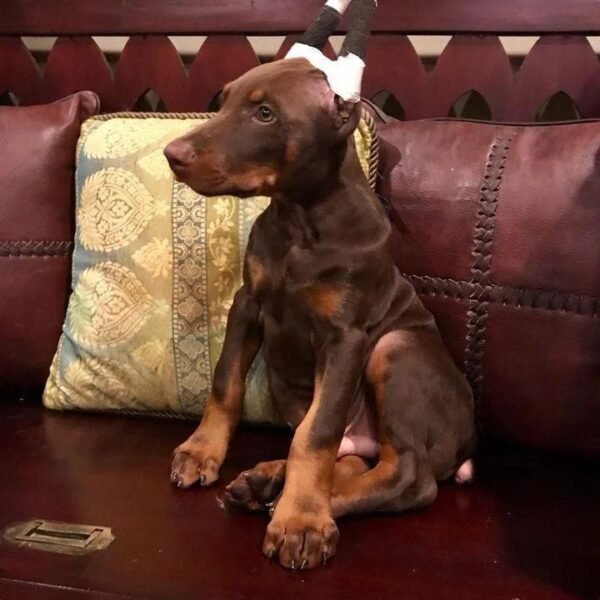 Doberman Puppy