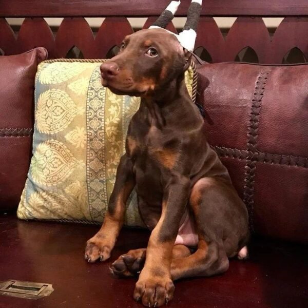 Doberman Puppy
